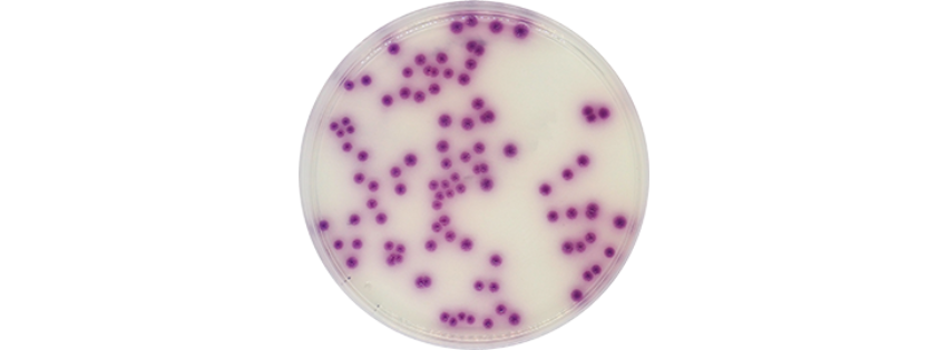 salmonella