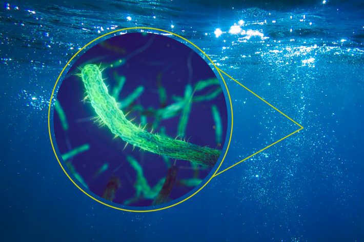 Invisible Enemies, Clear Solutions: Controlling Vibrio with Chromogenic Technology